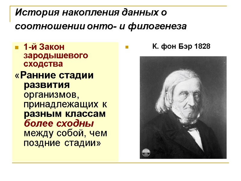 1-й Закон зародышевого сходства «Ранние стадии развития организмов, принадлежащих к разным классам более 1-й Закон зародышевого сходства «Ранние стадии развития организмов, принадлежащих к разным классам более